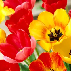 Mix Van 20 - Tulipa Darwin Hybrid Mix - Tulpenbollen - Meerjarige Planten - Groeit Tot 55-60 Cm