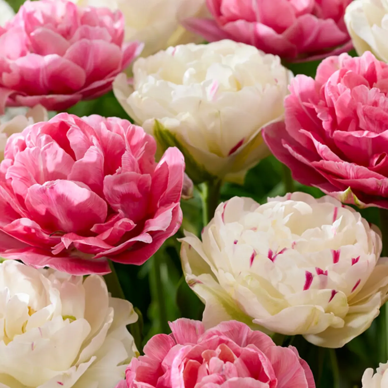 Mix Van 20 - Tulipa Double Pink - Tulpenbollen - Meerjarige Planten - Groeit Tot 30-35 Cm