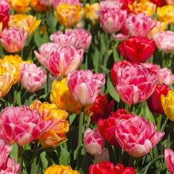 Mix Van 20 - Tulipa Dubbel Mix - Dubbele Bloem - Meerjarige Planten - Groeit Tot 35-40 Cm
