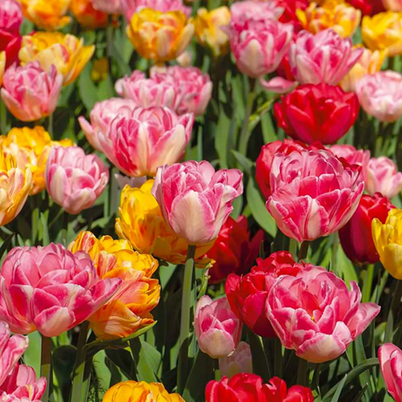 Mix Van 20 - Tulipa Dubbel Mix - Dubbele Bloem - Meerjarige Planten - Groeit Tot 35-40 Cm