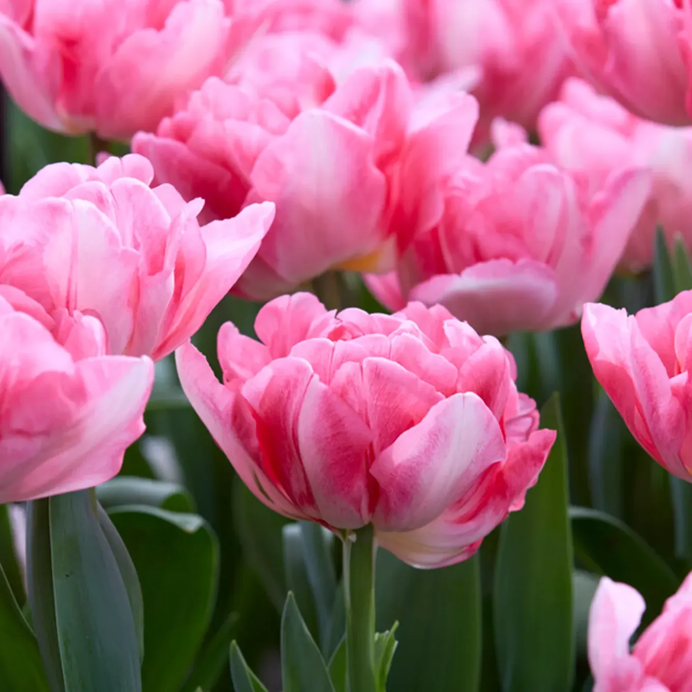 Mix Van 20 - Tulipa Dubbel Mix - Dubbele Bloem - Meerjarige Planten - Groeit Tot 35-40 Cm