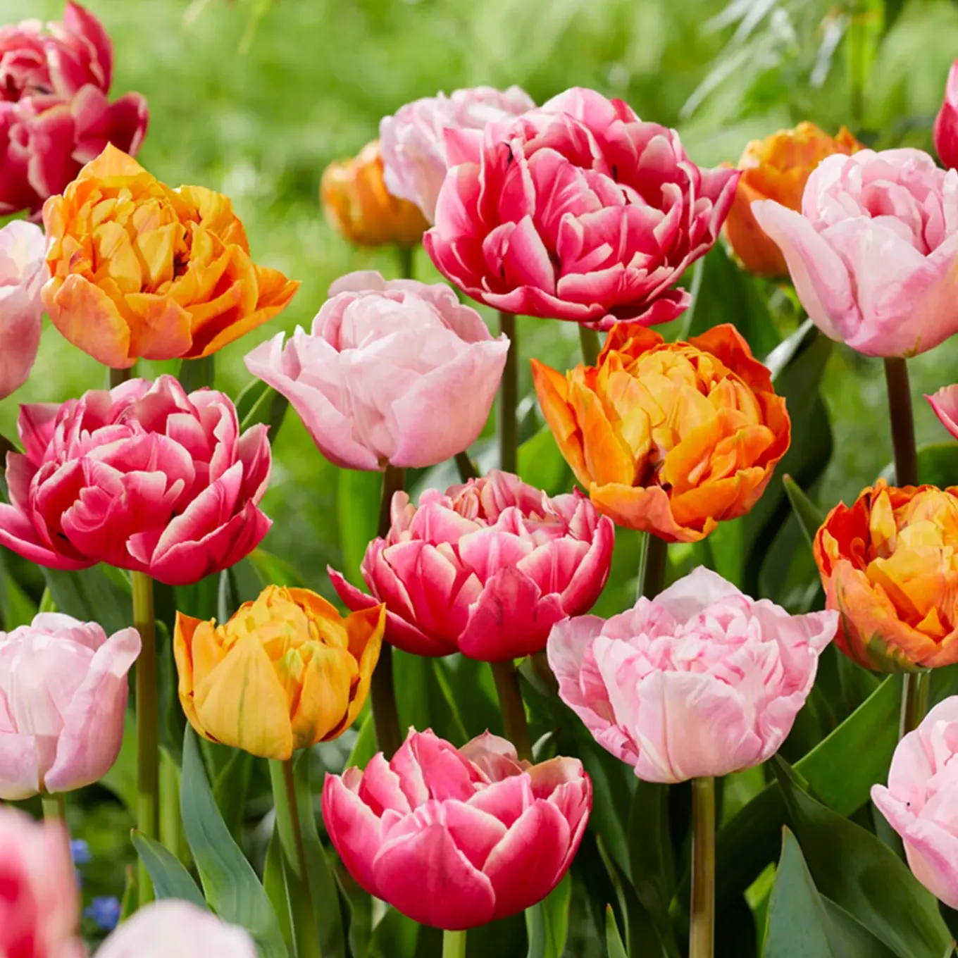 Mix Van 20 - Tulipa Dubbel Mix - Dubbele Bloem - Meerjarige Planten - Groeit Tot 35-40 Cm