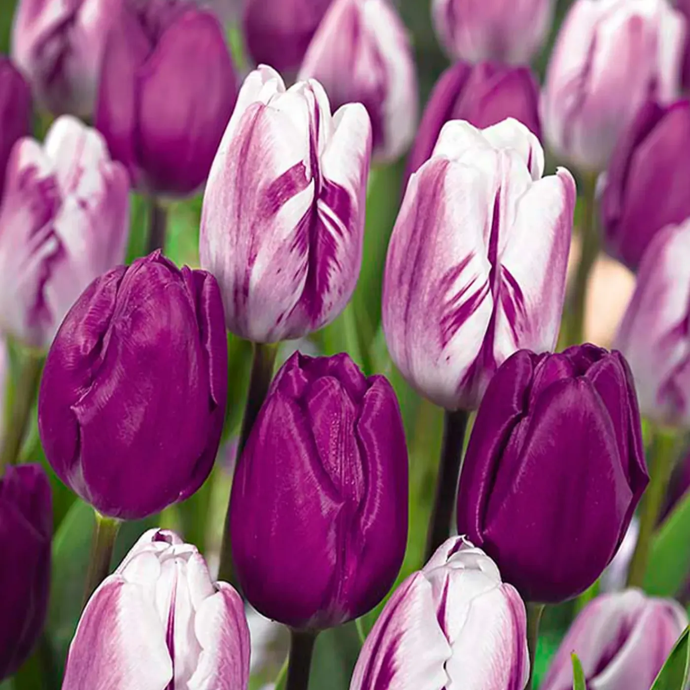 Bloomique Mix Van 20 - Tulipa Purple Mix - Paarse Mix - Meerjarige Planten - Groeit Tot 30-35 Cm