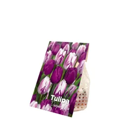 Bloomique Mix Van 20 - Tulipa Purple Mix - Paarse Mix - Meerjarige Planten - Groeit Tot 30-35 Cm