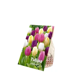 Mix Van 20 - Tulipa Regenboog Mix - Tulpenbollen - Meerjarige Planten - Groeit Tot 30-35 Cm