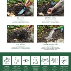 Mix Van 20 - Tulipa - Tulpenbollen - Voorjaarsbloeiend - Meerjarige Planten - Groeit Tot 50-55 Cm