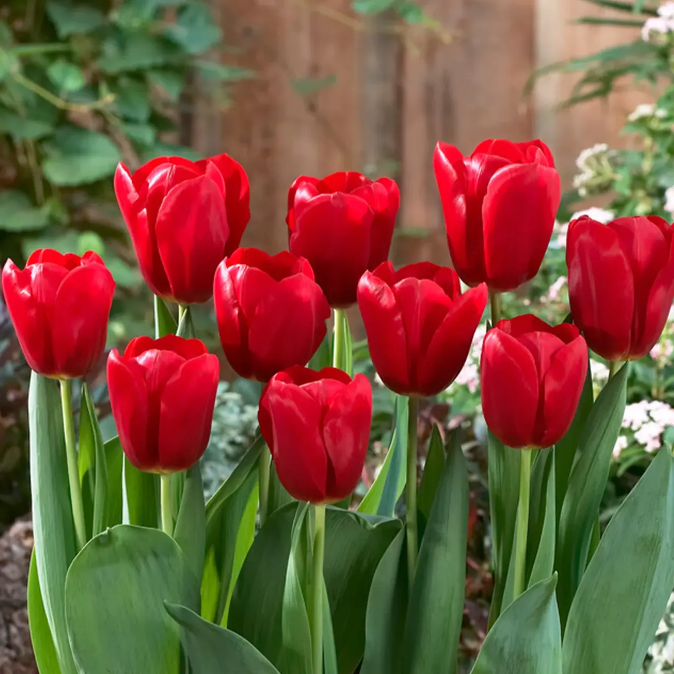 Mix Van 20 - Tulipa - Tulpenbollen - Voorjaarsbloeiend - Meerjarige Planten - Groeit Tot 50-55 Cm