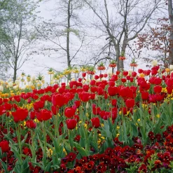 Mix Van 20 - Tulipa - Tulpenbollen - Voorjaarsbloeiend - Meerjarige Planten - Groeit Tot 50-55 Cm