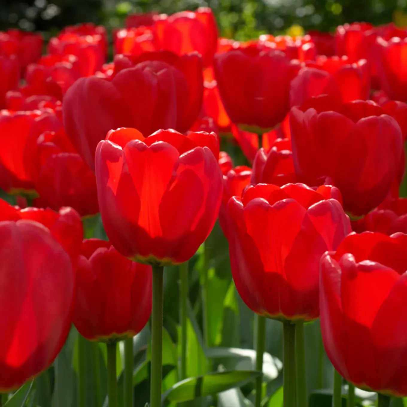 Mix Van 20 - Tulipa - Tulpenbollen - Voorjaarsbloeiend - Meerjarige Planten - Groeit Tot 50-55 Cm