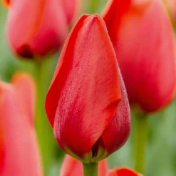 Mix Van 20 - Tulipa - Tulpenbollen - Voorjaarsbloeiend - Meerjarige Planten - Groeit Tot 50-55 Cm