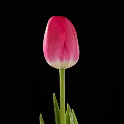 Bloomique Mix Van 20 - Tulipa - Tulpenbollen - Voorjaarsbloeiend - Meerjarige Planten - Groeit Tot 45-55 Cm