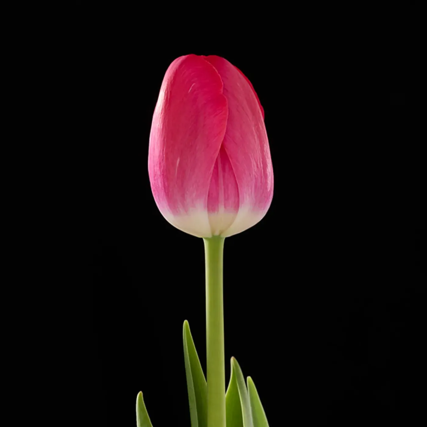 Bloomique Mix Van 20 - Tulipa - Tulpenbollen - Voorjaarsbloeiend - Meerjarige Planten - Groeit Tot 45-55 Cm