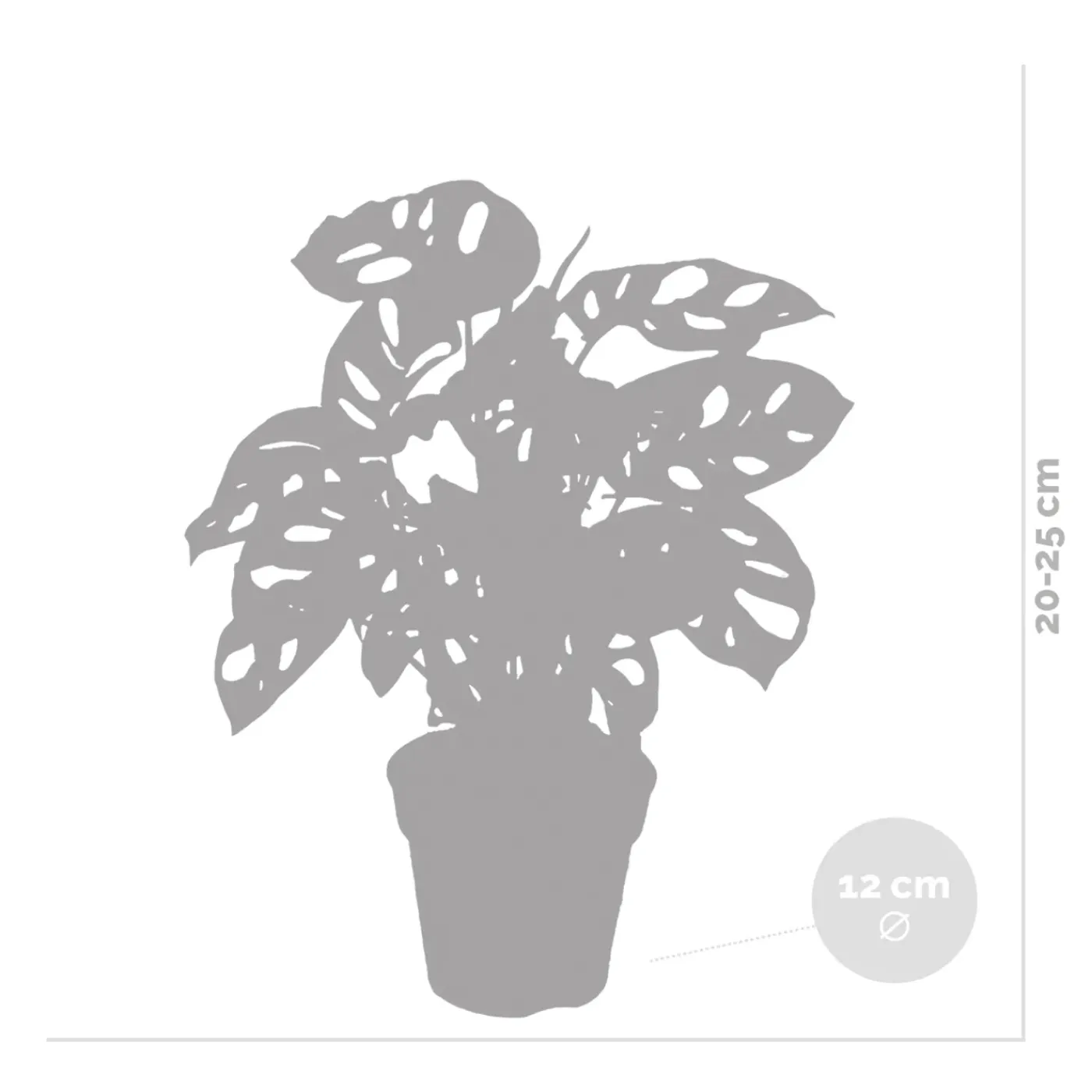 Bloomique Monstera Adansonii - Monkey Leaf - Gatenplant - Geschikt Als Klimplant - Hoogte 20-30 Cm - Pot 12 Cm