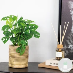 Bloomique Monstera Adansonii - Monkey Leaf - Gatenplant - Geschikt Als Klimplant - Hoogte 20-30 Cm - Pot 12 Cm