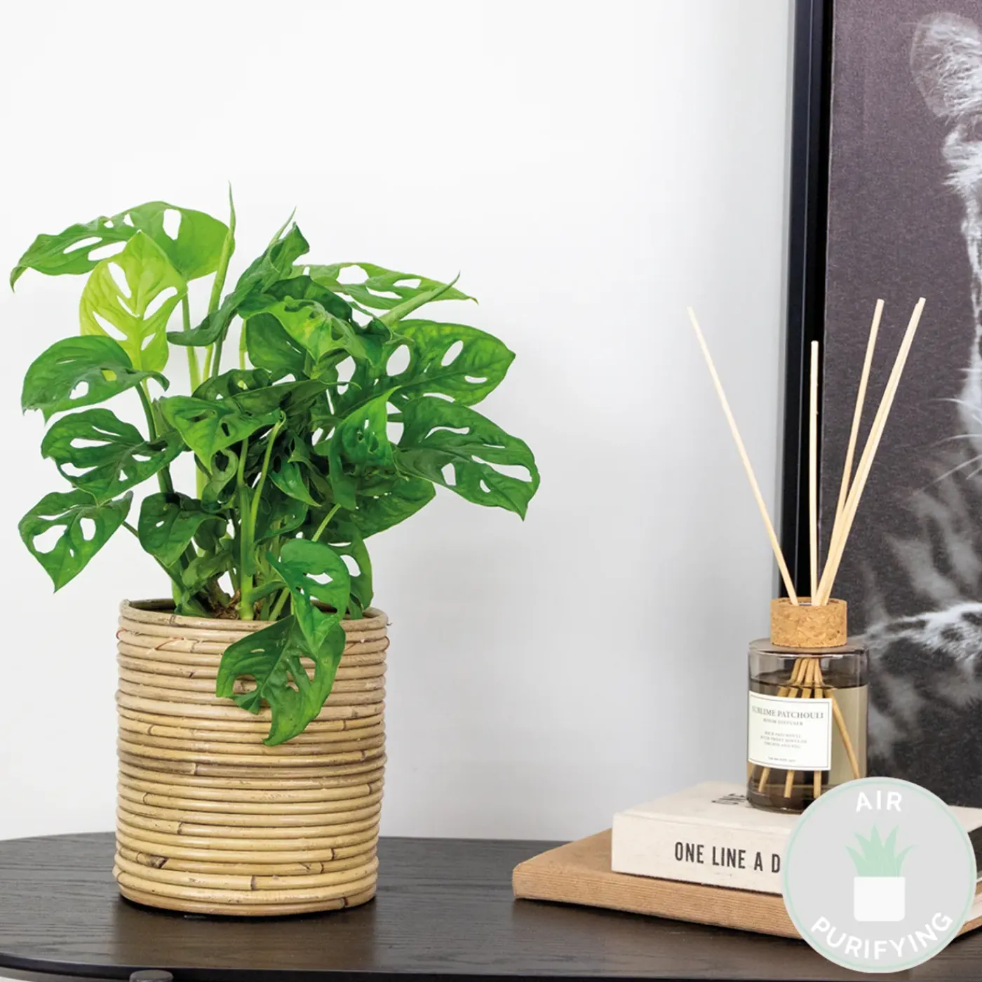 Bloomique Monstera Adansonii - Monkey Leaf - Gatenplant - Geschikt Als Klimplant - Hoogte 20-30 Cm - Pot 12 Cm