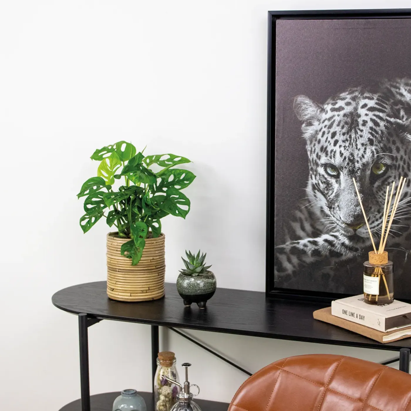 Bloomique Monstera Adansonii - Monkey Leaf - Gatenplant - Geschikt Als Klimplant - Hoogte 20-30 Cm - Pot 12 Cm