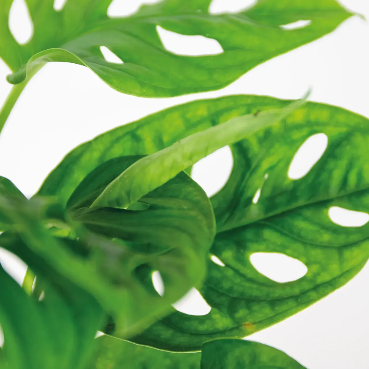 Bloomique Monstera Adansonii - Monkey Leaf - Gatenplant - Geschikt Als Klimplant - Hoogte 20-30 Cm - Pot 12 Cm
