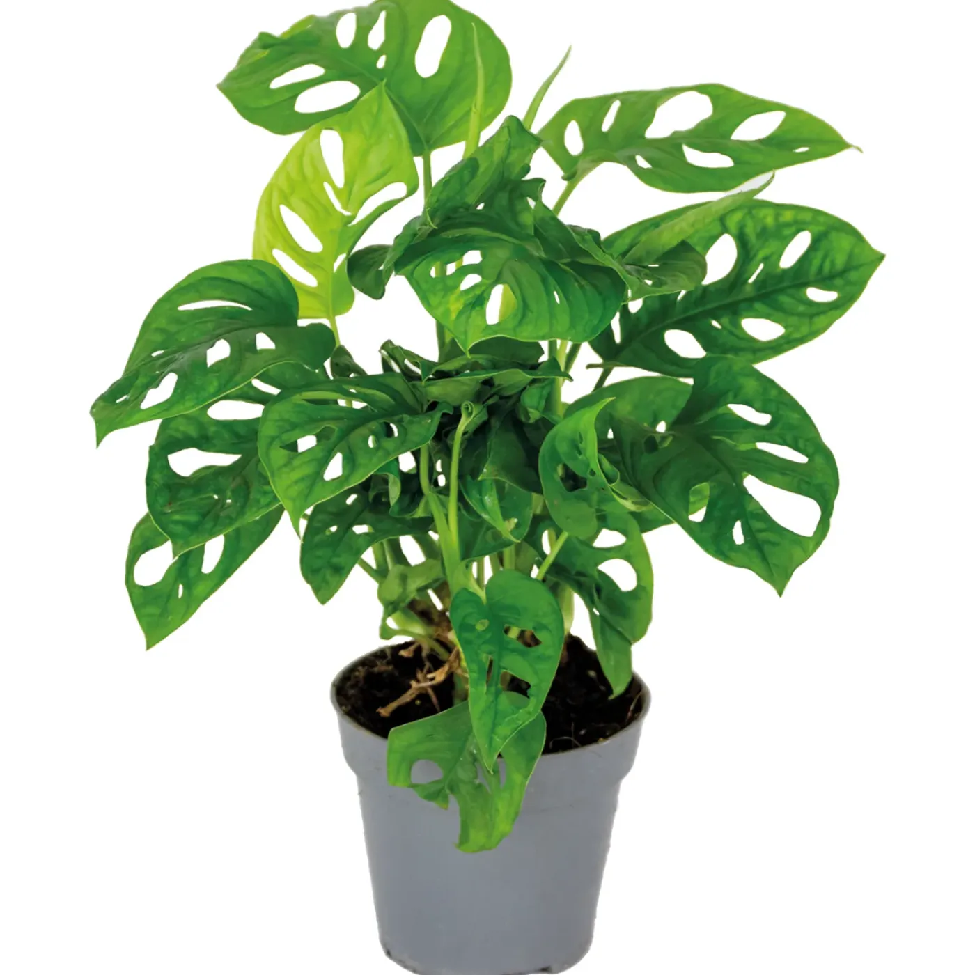 Bloomique Monstera Adansonii - Monkey Leaf - Gatenplant - Geschikt Als Klimplant - Hoogte 20-30 Cm - Pot 12 Cm