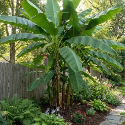 Bloomique Musa Basjoo - Tuinbanaan - Japanse Vezelbanaan - Tuinplanten - 100-110 Cm Hoogte - Pot 26cm