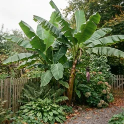 Bloomique Musa Basjoo - Tuinbanaan - Japanse Vezelbanaan - Tuinplanten - 100-110 Cm Hoogte - Pot 26cm