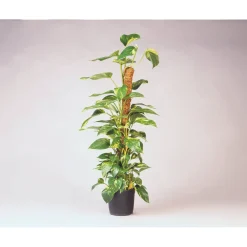 Nature kokosplantenstok H90cmxØ38mm