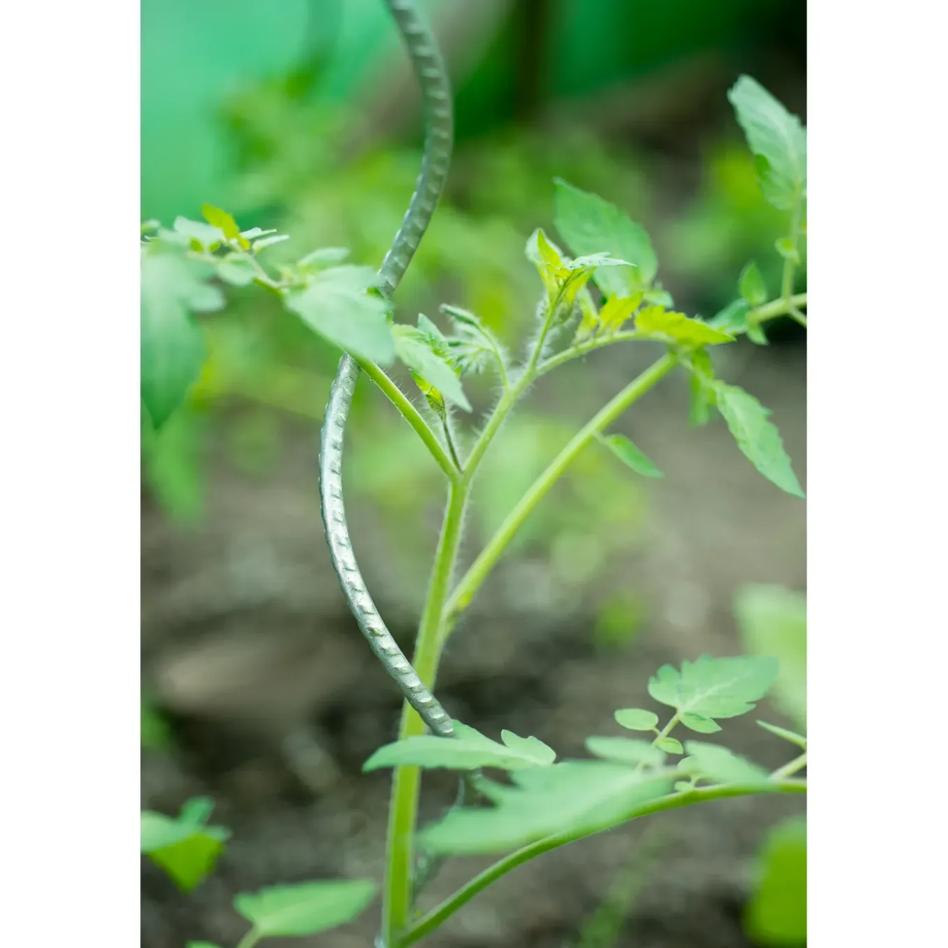 Nature tomatensteun verzinkt, spiraalvormig H180cmxØ6,8mm