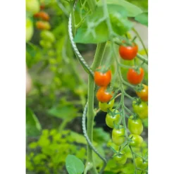 Nature tomatensteun verzinkt spiraalvormig H150cmxØ6,8mm