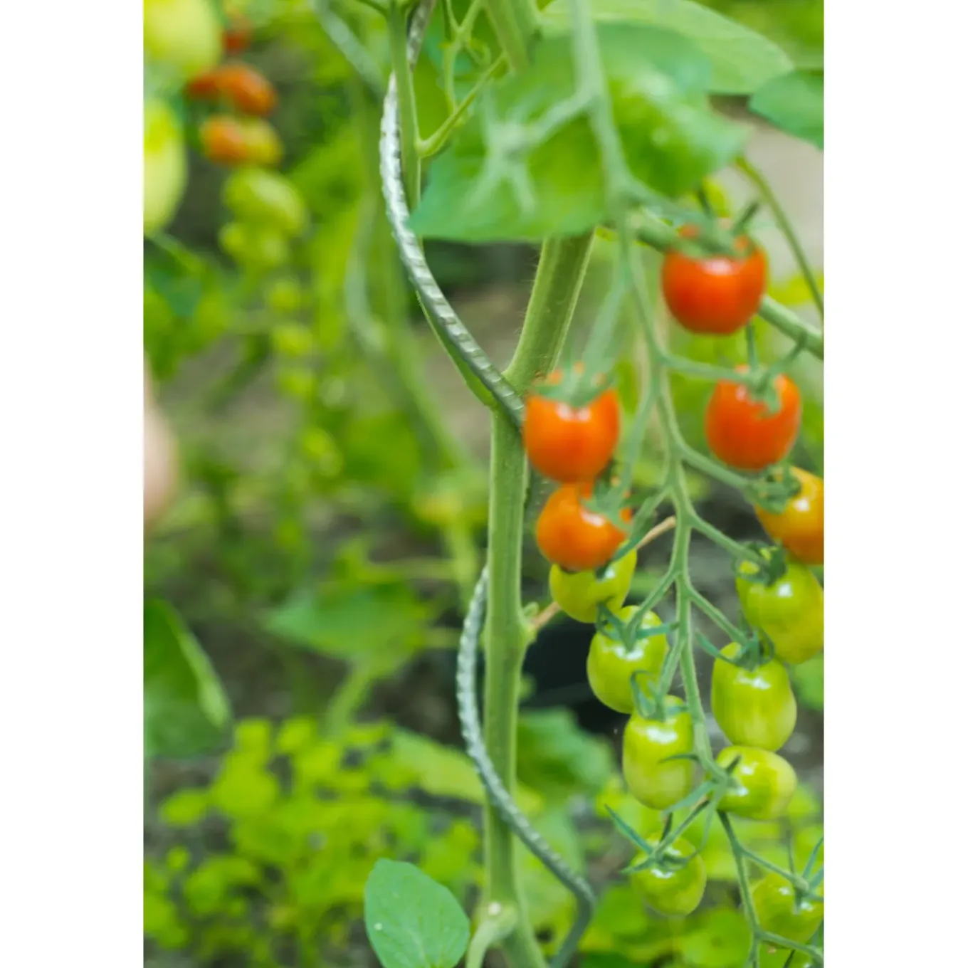 Nature tomatensteun verzinkt, spiraalvormig H180cmxØ6,8mm