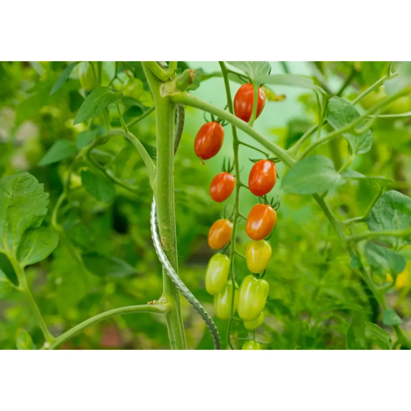 Nature tomatensteun verzinkt, spiraalvormig H180cmxØ6,8mm