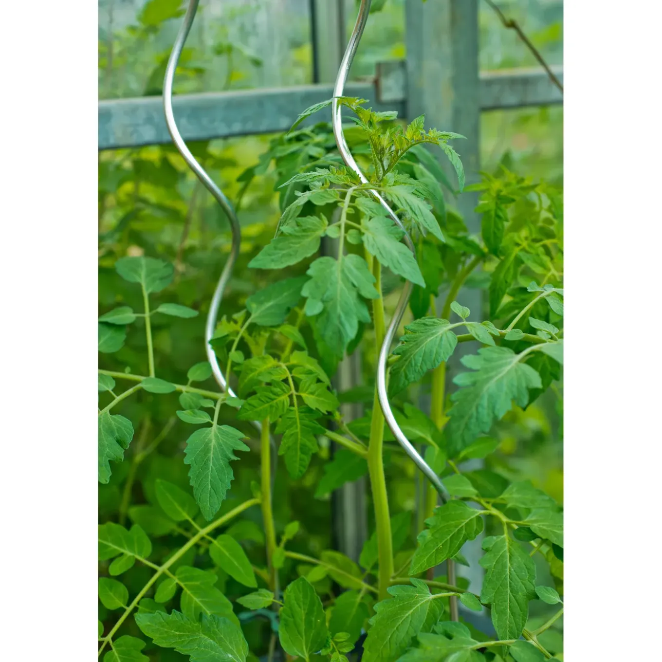 Nature tomatensteun verzinkt, spiraalvormig H180cmxØ6,8mm