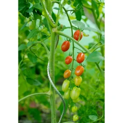 Nature tomatensteun verzinkt, spiraalvormig H180cmxØ6,8mm