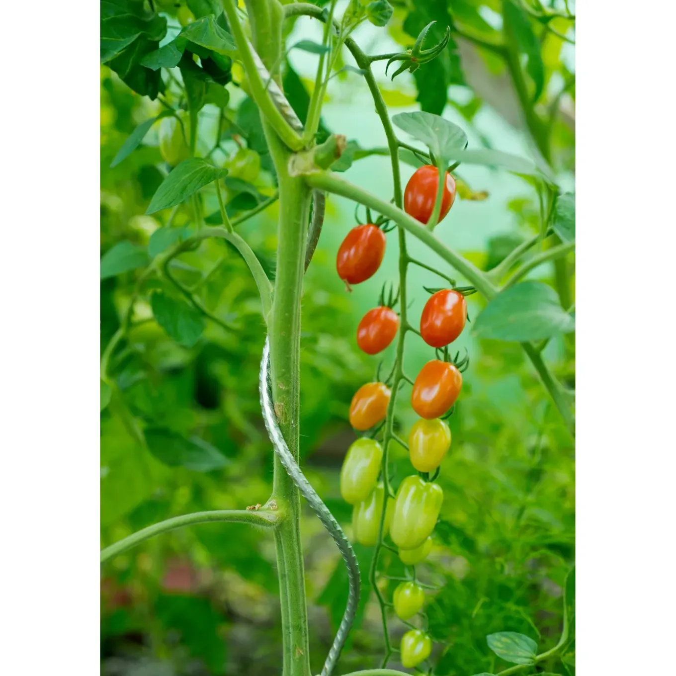 Nature tomatensteun verzinkt, spiraalvormig H180cmxØ6,8mm