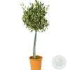 Olea Europaea - Olijfboom Op Stam - Tuinplanten - Winterhard - Hoogte 80-100 Cm - Pot 19 Cm