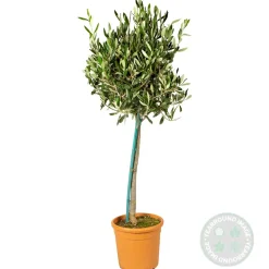 Olea Europaea - Olijfboom Op Stam - Tuinplanten - Winterhard - Hoogte 80-100 Cm - Pot 19 Cm