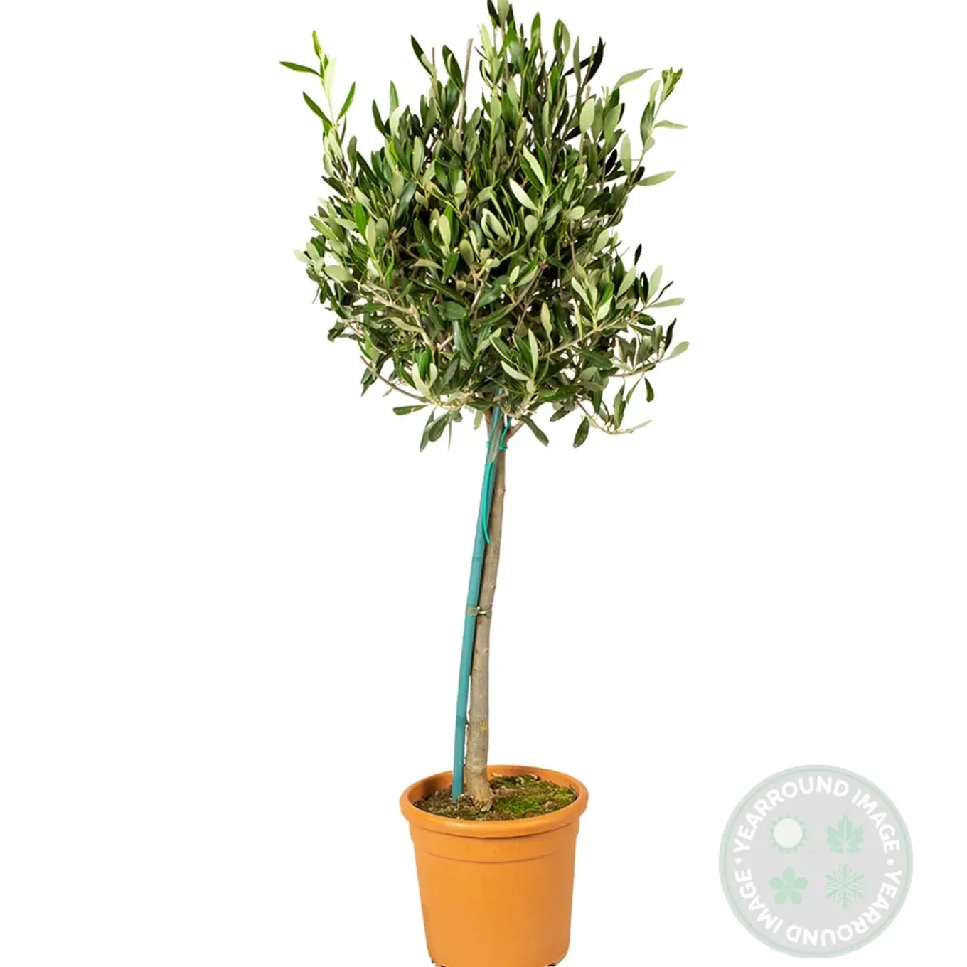 Olea Europaea - Olijfboom Op Stam - Tuinplanten - Winterhard - Hoogte 80-100 Cm - Pot 19 Cm