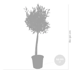 Olea Europaea - Olijfboom Op Stam - Tuinplanten - Winterhard - Hoogte 80-100 Cm - Pot 19 Cm