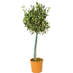 Olea Europaea - Olijfboom Op Stam - Tuinplanten - Winterhard - Hoogte 80-100 Cm - Pot 19 Cm
