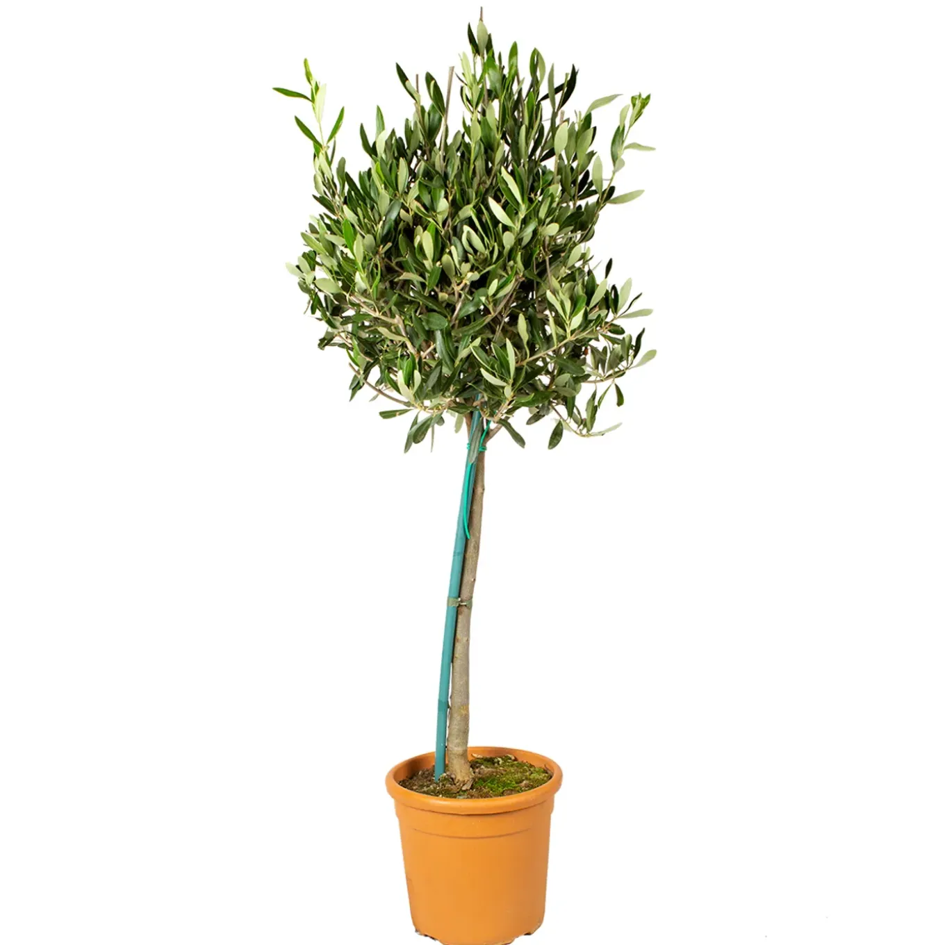 Olea Europaea - Olijfboom Op Stam - Tuinplanten - Winterhard - Hoogte 80-100 Cm - Pot 19 Cm