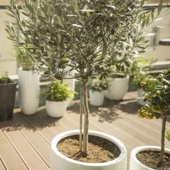 Olea Europaea - Olijfboom Op Stam - Tuinplanten - Winterhard - Hoogte 80-100 Cm - Pot 19 Cm