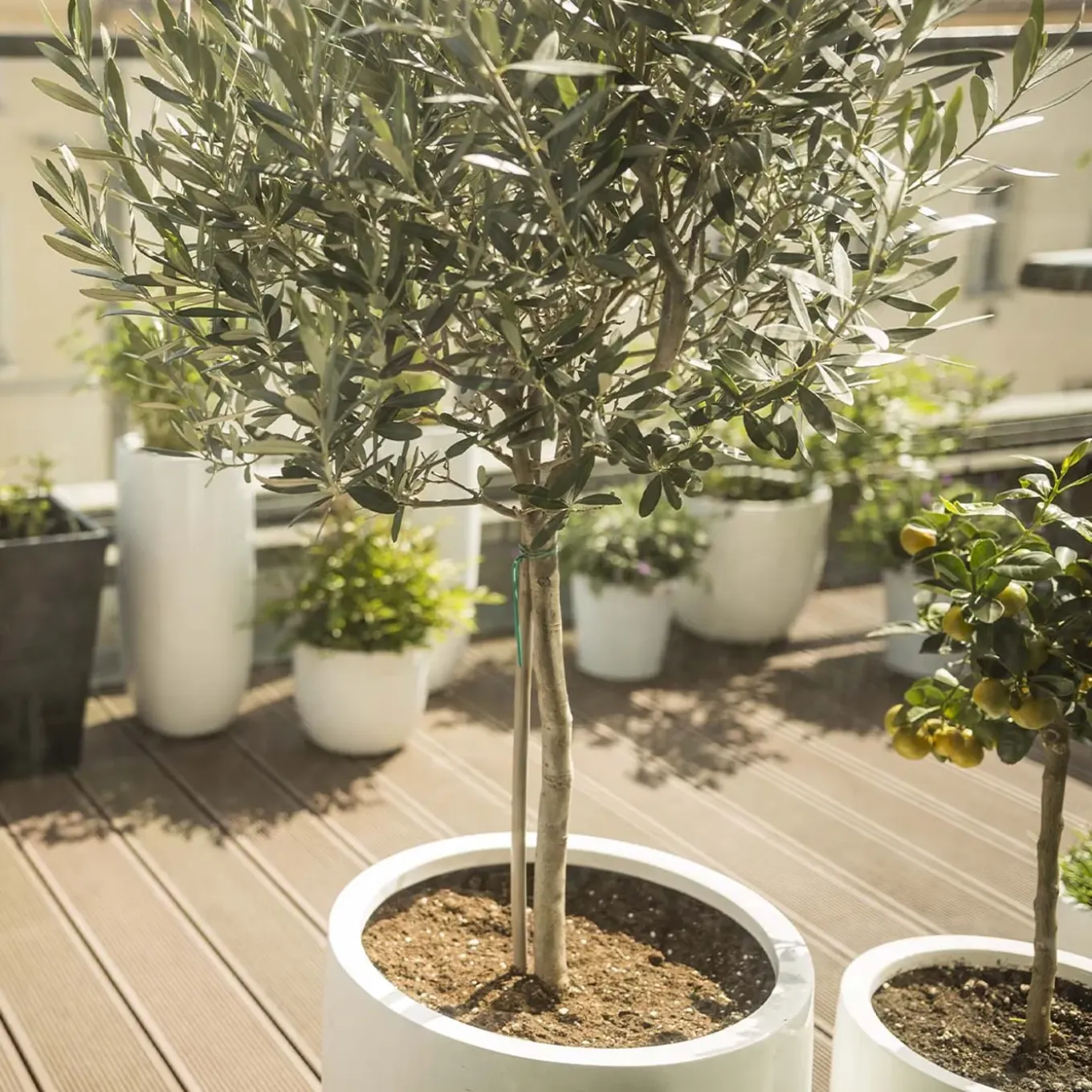 Olea Europaea - Olijfboom Op Stam - Tuinplanten - Winterhard - Hoogte 80-100 Cm - Pot 19 Cm