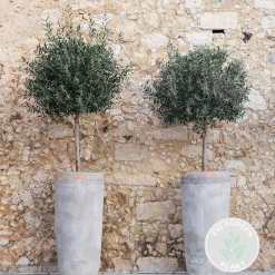 Olea Europaea - Olijfboom Op Stam - Tuinplanten - Winterhard - Hoogte 80-100 Cm - Pot 19 Cm