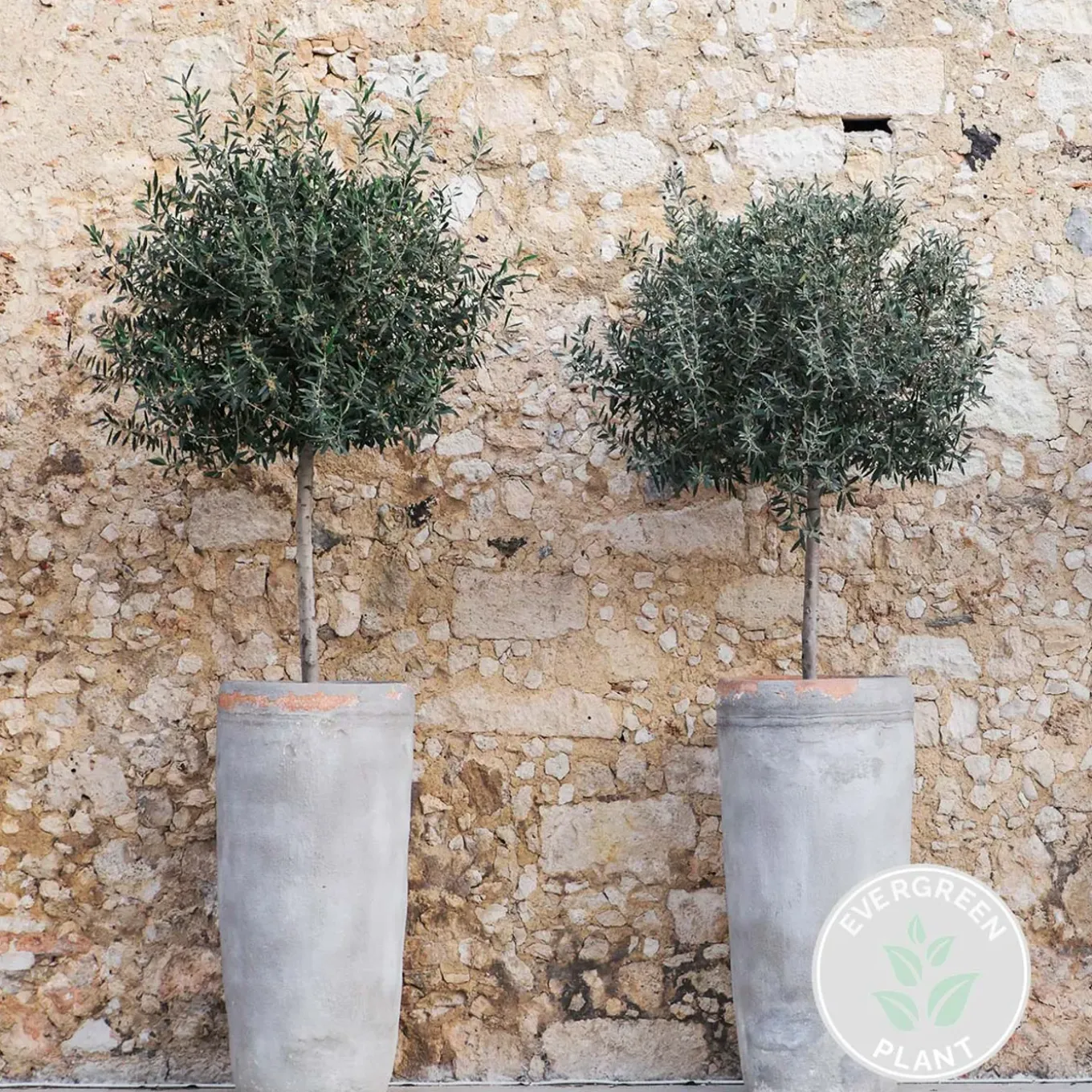 Olea Europaea - Olijfboom Op Stam - Tuinplanten - Winterhard - Hoogte 80-100 Cm - Pot 19 Cm