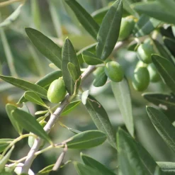 Bloomique Olea Europaea - Olijfboom Op Stam - Tuinplanten - Winterhard - Hoogte 30-40 Cm - Pot 14 Cm