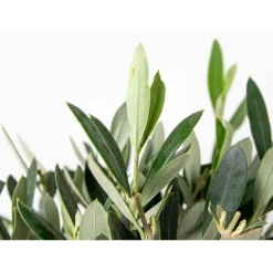 Bloomique Olea Europaea - Olijfboom Op Stam - Tuinplanten - Winterhard - Hoogte 30-40 Cm - Pot 14 Cm