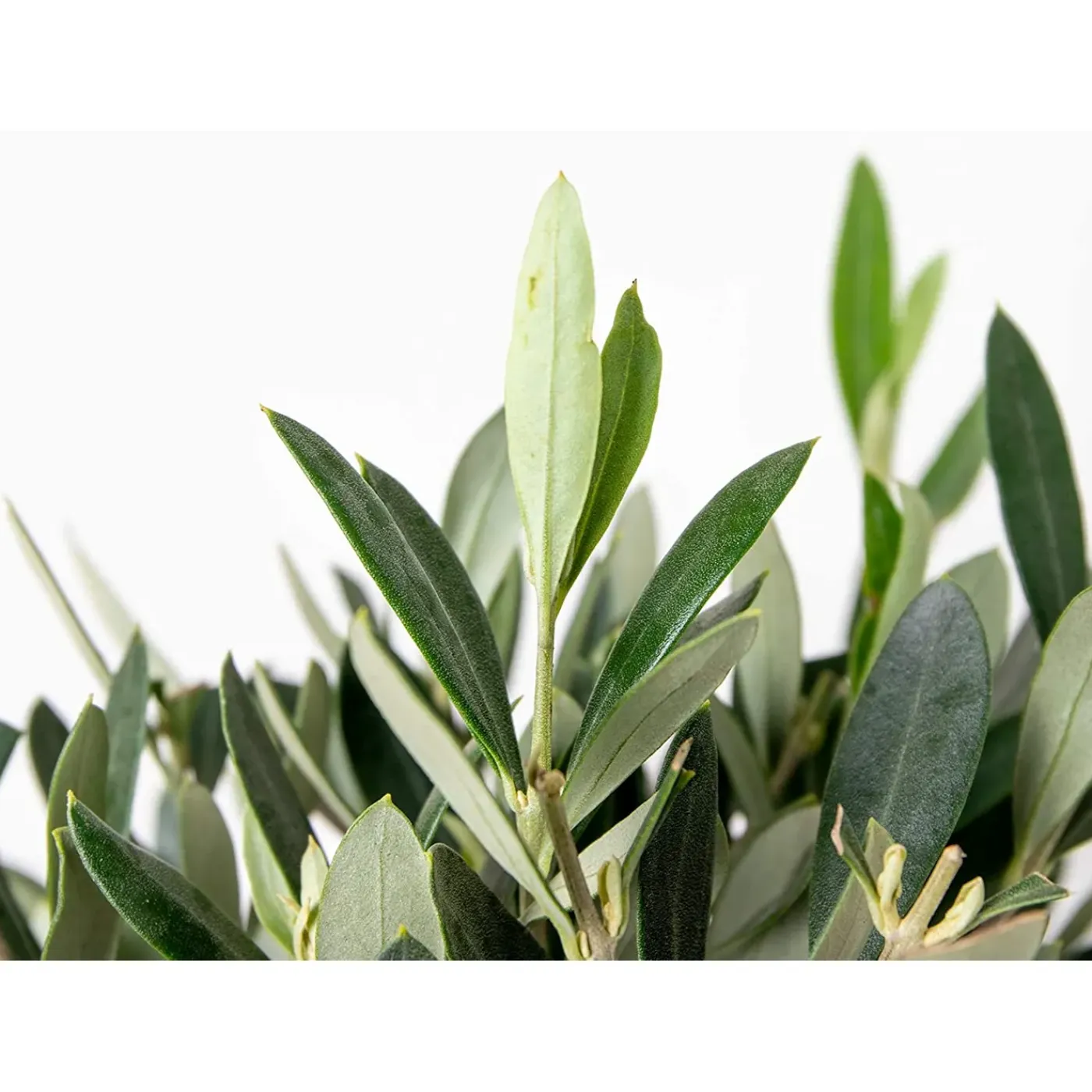 Bloomique Olea Europaea - Olijfboom Op Stam - Tuinplanten - Winterhard - Hoogte 30-40 Cm - Pot 14 Cm