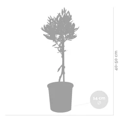 Bloomique Olea Europaea - Olijfboom Op Stam - Tuinplanten - Winterhard - Hoogte 30-40 Cm - Pot 14 Cm