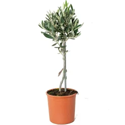 Bloomique Olea Europaea - Olijfboom Op Stam - Tuinplanten - Winterhard - Hoogte 30-40 Cm - Pot 14 Cm