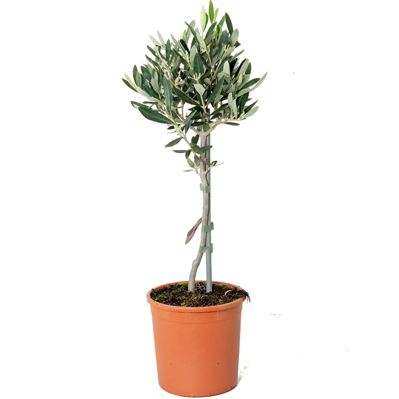 Bloomique Olea Europaea - Olijfboom Op Stam - Tuinplanten - Winterhard - Hoogte 30-40 Cm - Pot 14 Cm