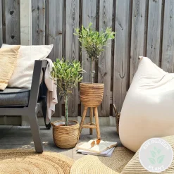 Bloomique Olea Europaea - Olijfboom Op Stam - Tuinplanten - Winterhard - Hoogte 30-40 Cm - Pot 14 Cm