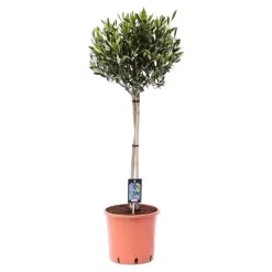 Olea Olijf - Olijfboom - Tuinplant - ↕90-110 cm - Ø22cm